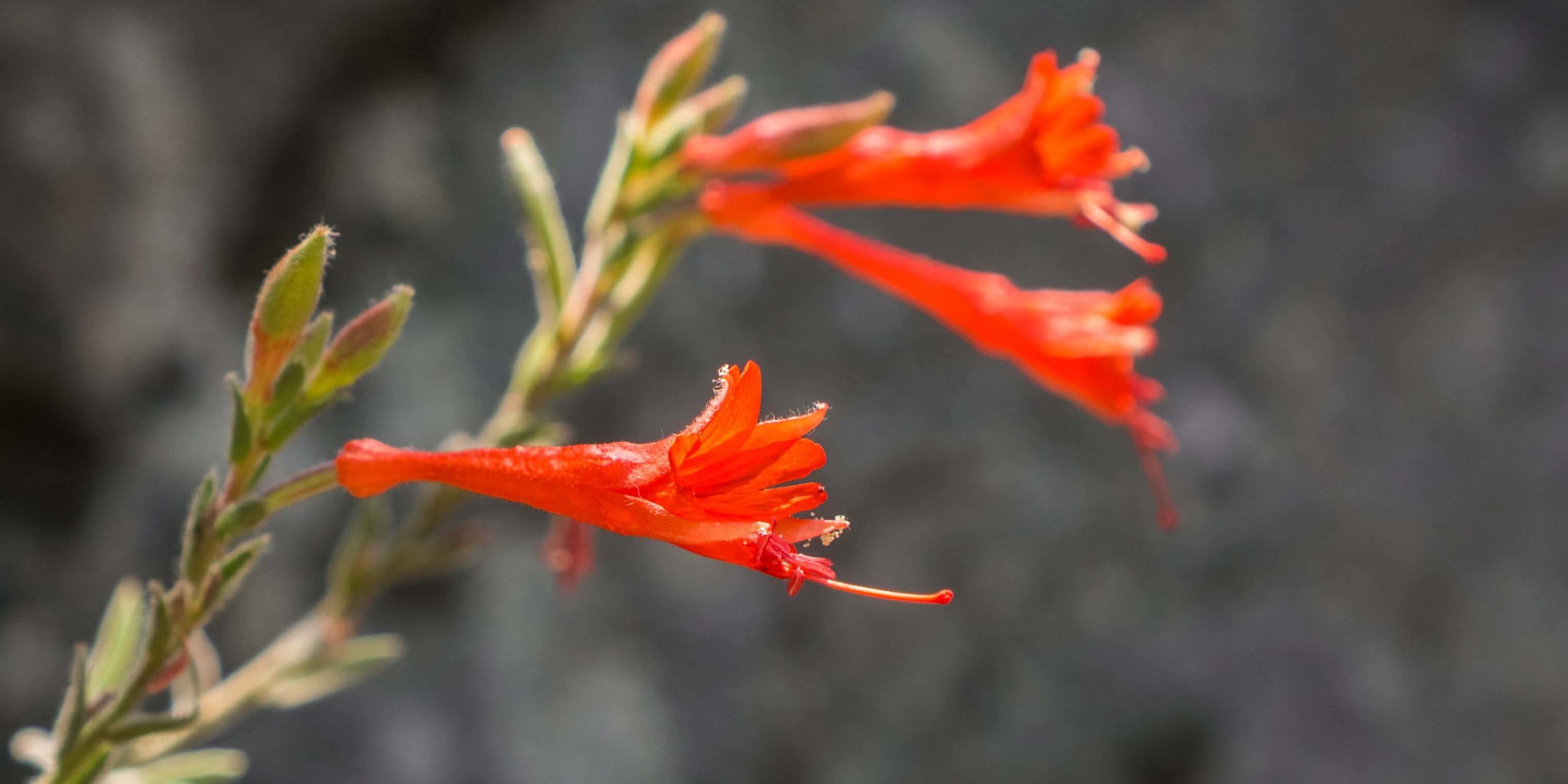 southern oregon plants that can handle the heat - california fushia